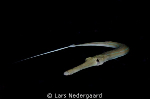 These were noumerous in the Nakari housereef; often fairl... by Lars Nedergaard 